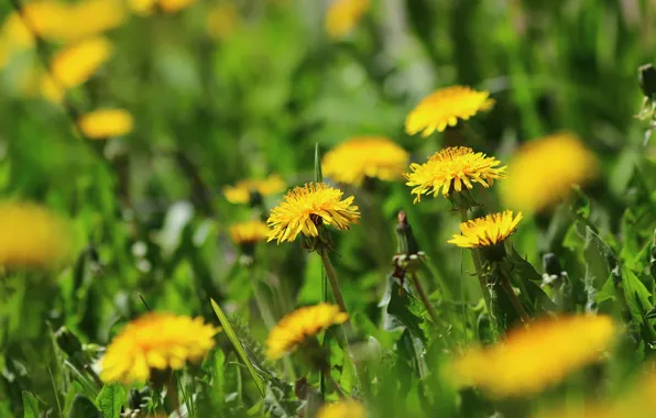Greens, flowers, dandelion, spring