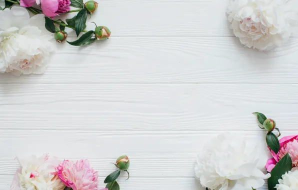 Flowers, buds, peonies