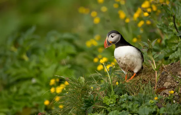 Greens, grass, flowers, nature, bird, stalled