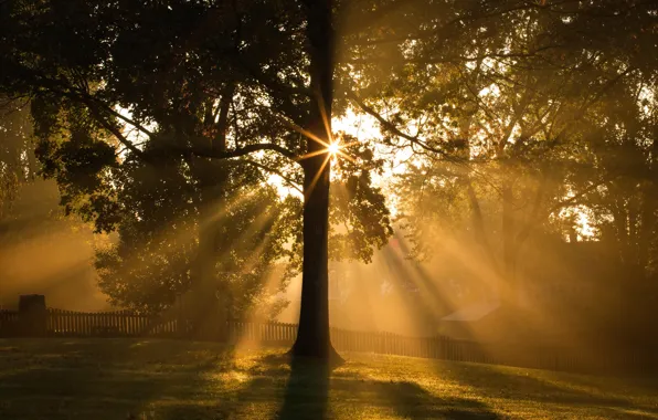 Light, tree, morning