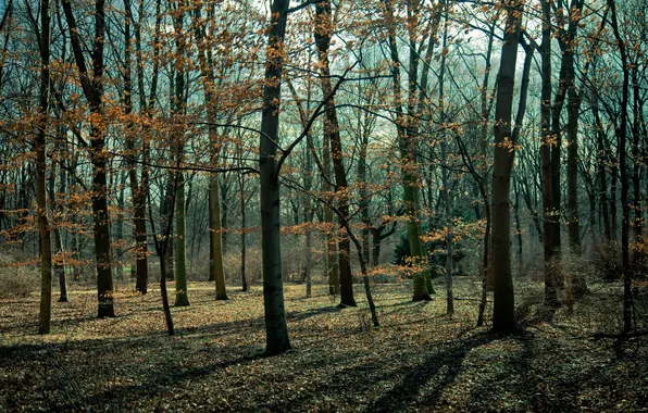 Forest, leaves, trees, Park, last year