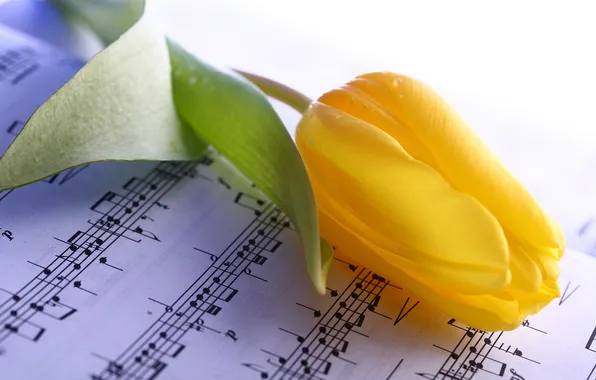 Yellow, notes, Tulip, stem, Bud, notebook, closeup