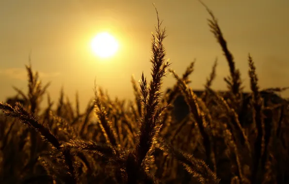 Grass, sunset, nature