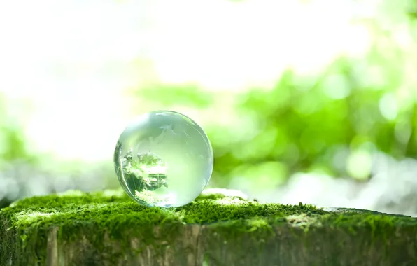 Greens, line, reflection, moss, ball, bokeh