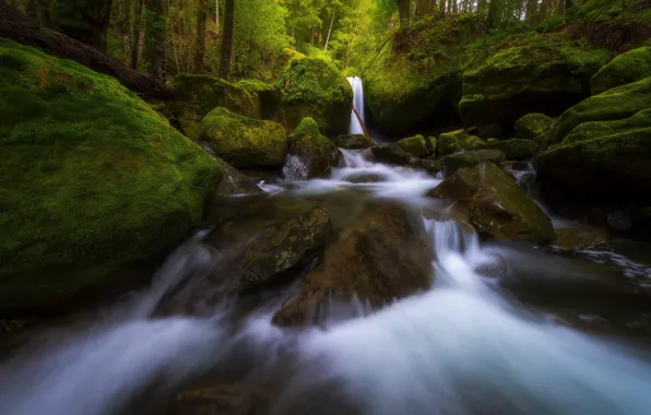 Forest, stream, stones, waterfall, moss, Australia, river, Australia