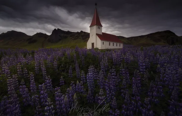 Clouds, flowers, mountains, clouds, Church, Iceland, lupins, gloomy sky