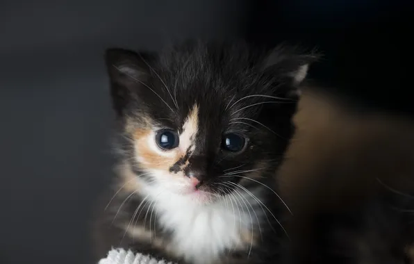 Cat, look, pose, the dark background, kitty, baby, face, spotted