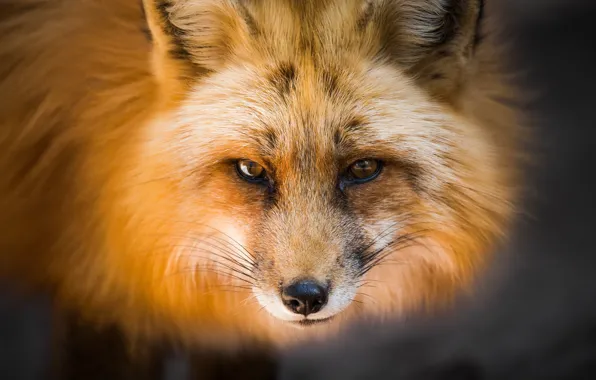 Picture look, face, Fox, red