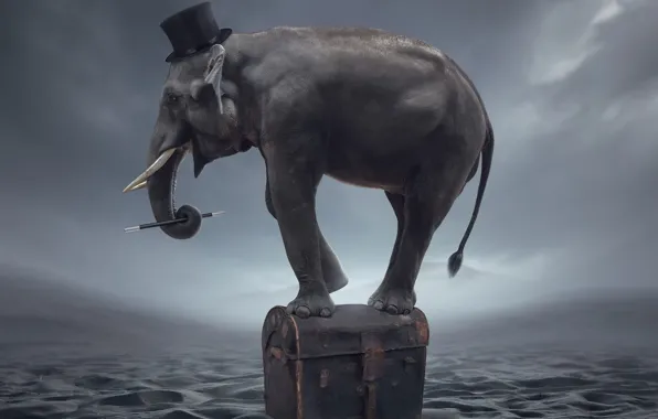 Picture fantasy, elephant, art, Magician