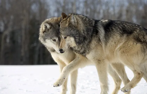 Picture nature, predator, animal, wolf, wildlife, portrait, portrait., Canis lupus. face