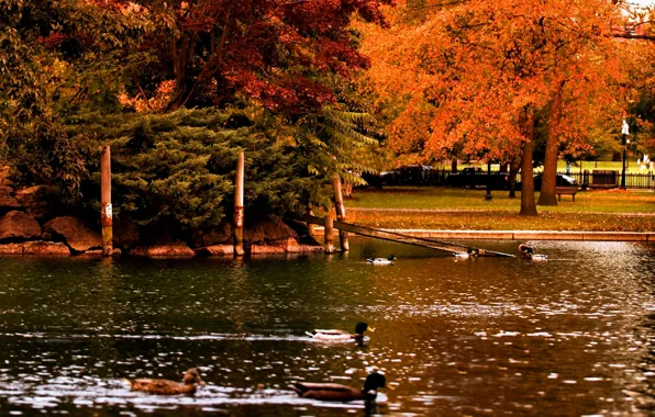 Picture autumn, trees, pond, Park, duck, Nature, trees, park