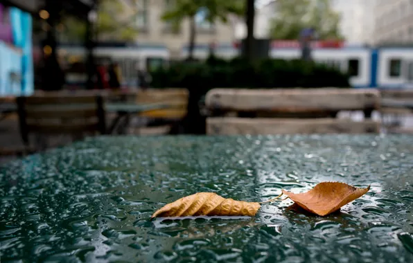 Picture leaves, drops, table, Autumn