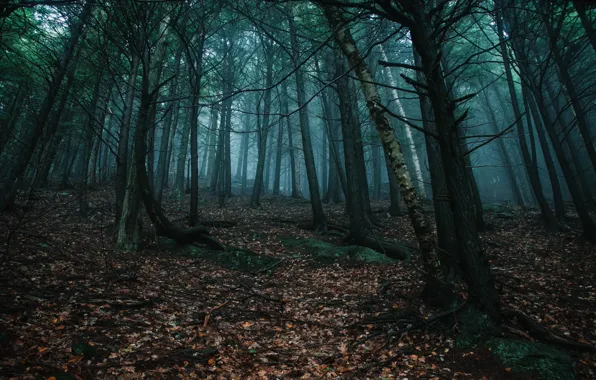 Picture forest, leaves, trees, nature, fog