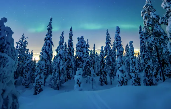 Picture winter, forest, snow, trees, nature, the snow