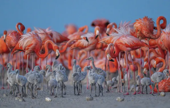 Birds, pack, Flamingo, Chicks, a lot, pink flamingos, pink flamingos
