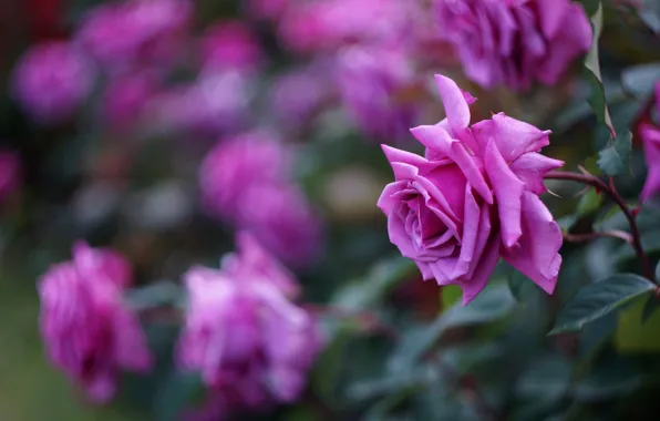 Wallpaper flowers, rose Bush, a lot, garden, bright, roses, lilac, bokeh