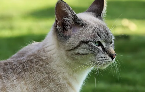 Muzzle, green background, grey cat