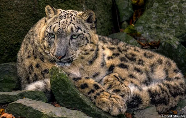 Picture predator, lies, IRBIS, snow leopard, wild cat