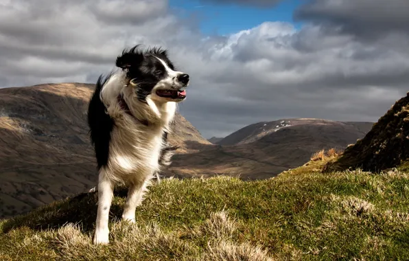 Mountains, each, dog