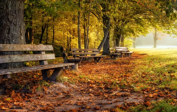 Autumn, leaves, trees, fog, Park, Germany, benches, yellow