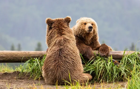 Picture grass, look, face, pose, each, two, paws, bear