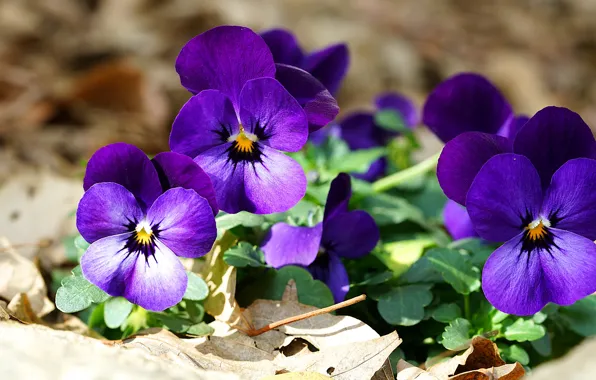Summer, flowers, background, bright, purple, Pansy, flowerbed, violet
