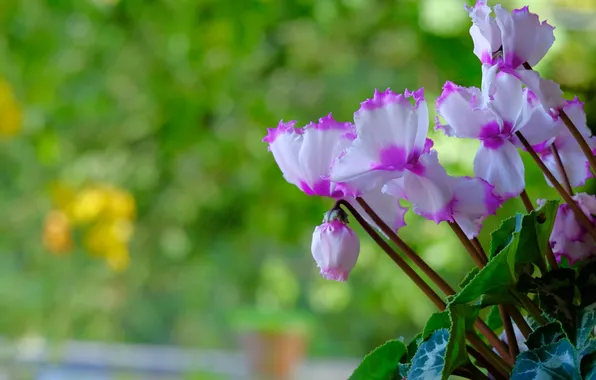Leaves, flowers, stems, spring, pink, green background, bokeh, cyclamen
