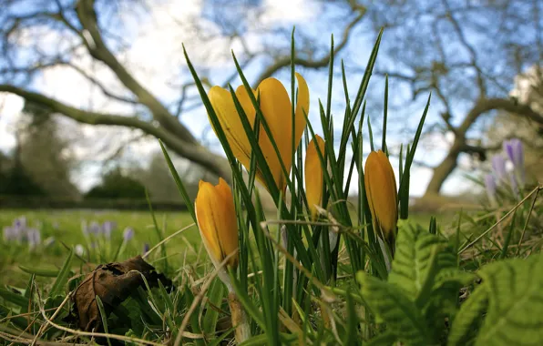 Picture flowers, yellow, spring, crocuses