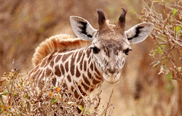Look, face, giraffe, ears, neck, horns