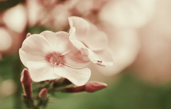 Flowers, petals, pink