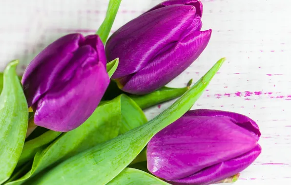 Picture flowers, bouquet, purple, tulips