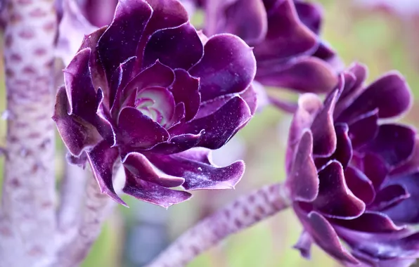 Macro, flowers, purple