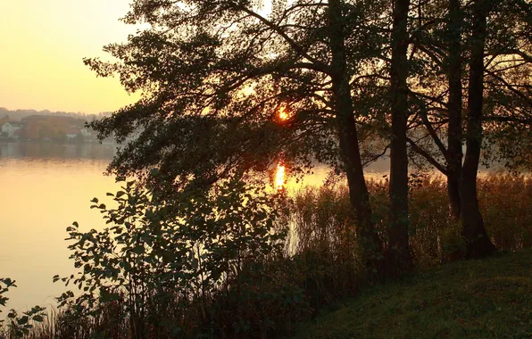 Trees, sunset, branches, nature, river, photo, dawn, Germany