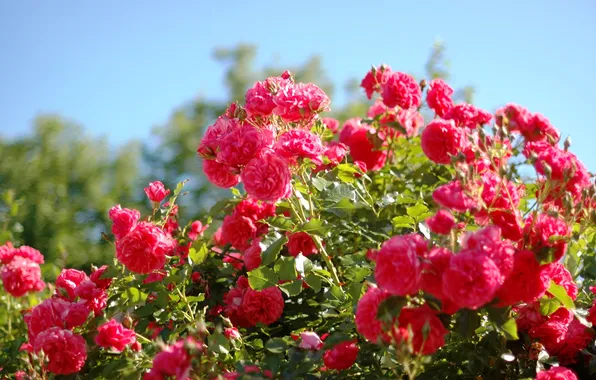 Summer, Bush, roses, beauty, pink, al