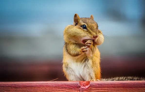 Macro, nature, chipmunk