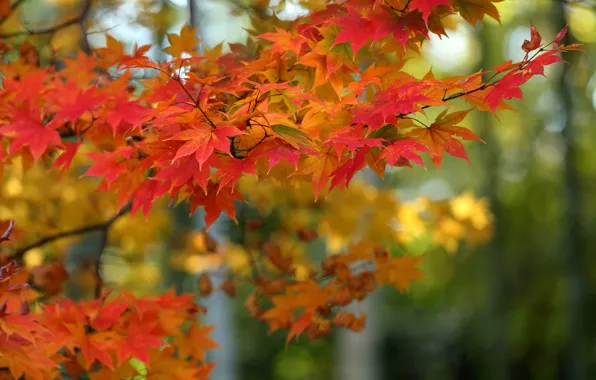 Autumn, leaves, branches, tree, maple