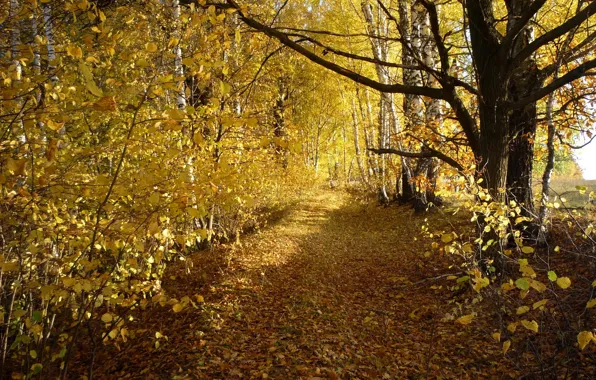 Road, autumn, leaves, trees, birch, grove