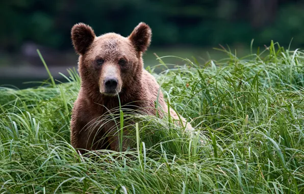 Grass, look, face, bear, Grizzly