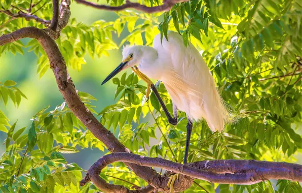 Bird, bright, Heron