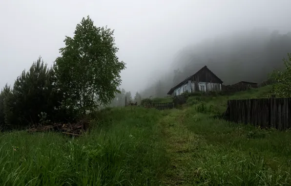 Greens, summer, grass, trees, fog, house, glade, the rise