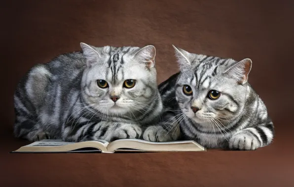 Cats, book, a couple