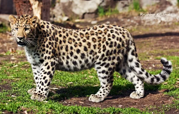 Picture look, predator, leopard, profile, far East