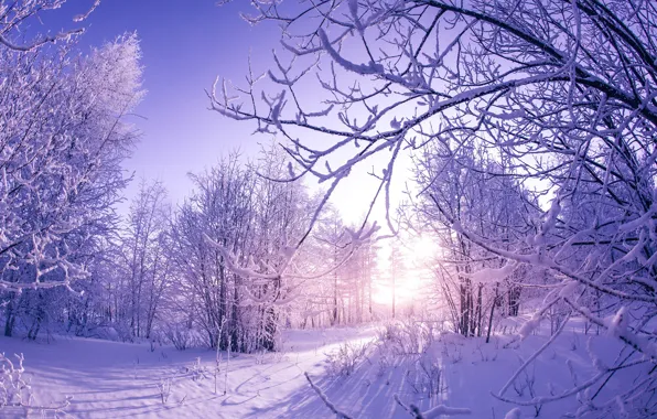 Picture winter, the sun, snow, trees, nature