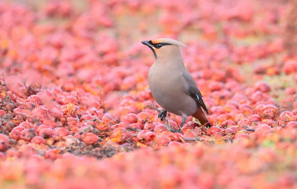 Picture berries, bird, glade, fruit, pink background, a lot, bokeh, the Waxwing