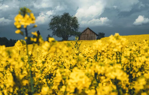 Flowers, spring, house, rape, rapeseed field