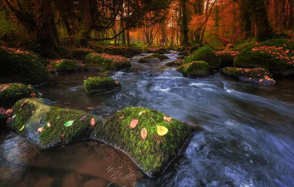 Autumn, forest, trees, nature, river, stream