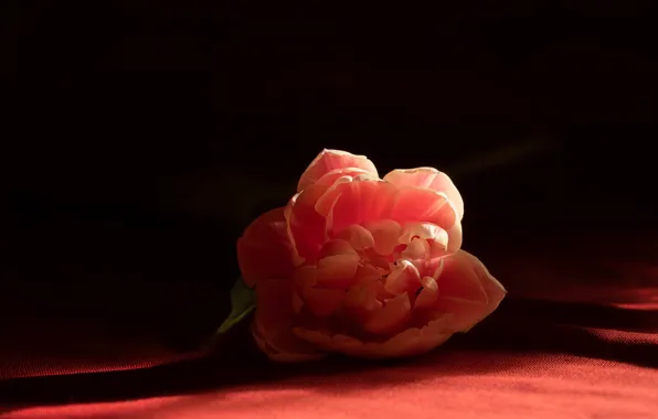 Light, flowers, the dark background, table, tulips, fabric, lies, pink
