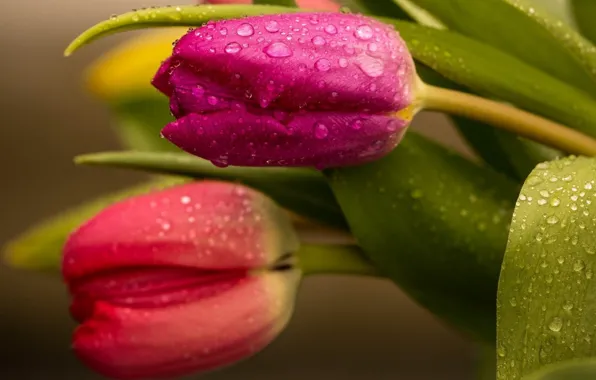 ROSA, WATER, DROPS, MACRO, TULIPS