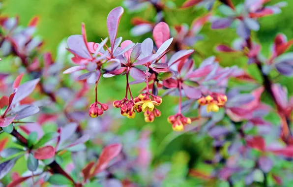 Leaves, branches, flowering, bokeh, barberry