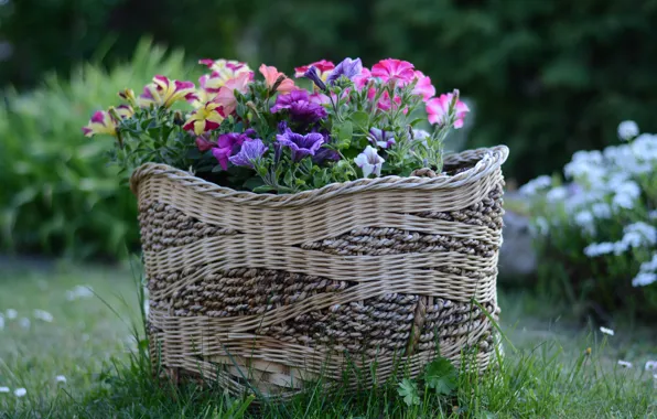 Grass, flowers, basket, glade, garden, pink, flowerbed, different